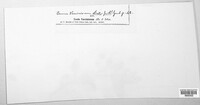 Naohidemyces vaccinii image